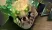 Underlord
