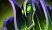Rubick