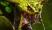 Venomancer